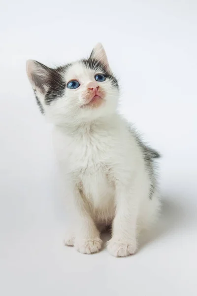 Kočka Bílém Pozadí — Stock fotografie