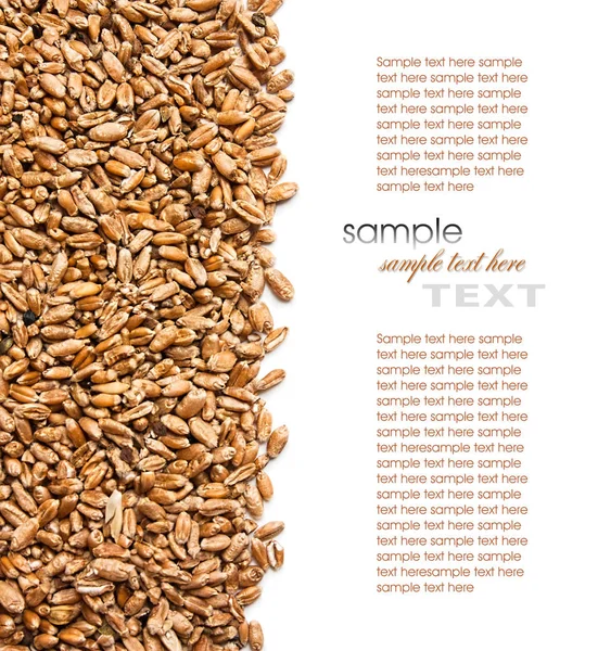 Texture Wheat Grains — Stock Photo, Image