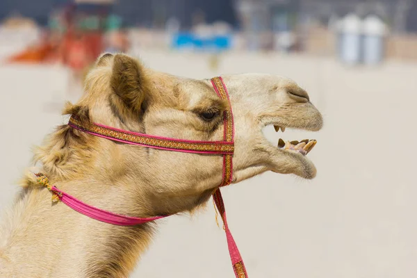 The muzzle of the African camel — Stock Photo, Image