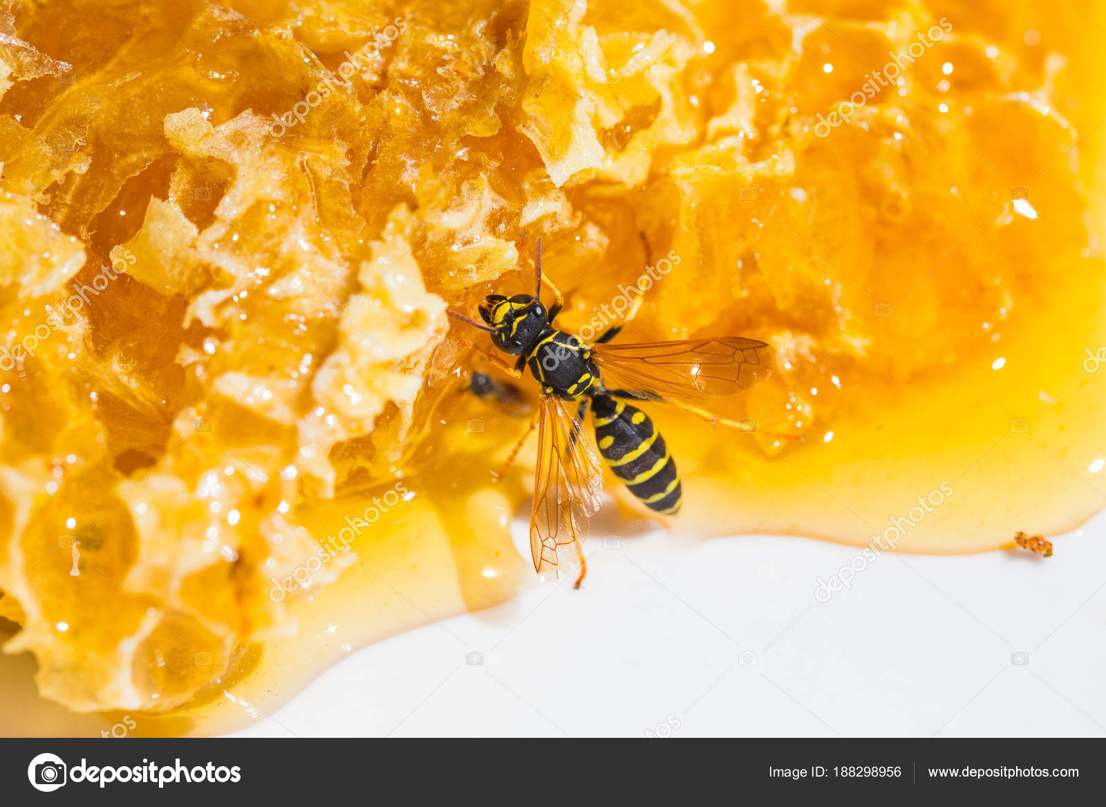 Honey in comb stock image. Image of medicine, closeup - 39388837