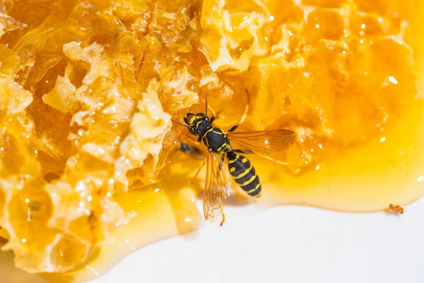 Close-up pieces of honeycomb with honey — Stock Photo, Image