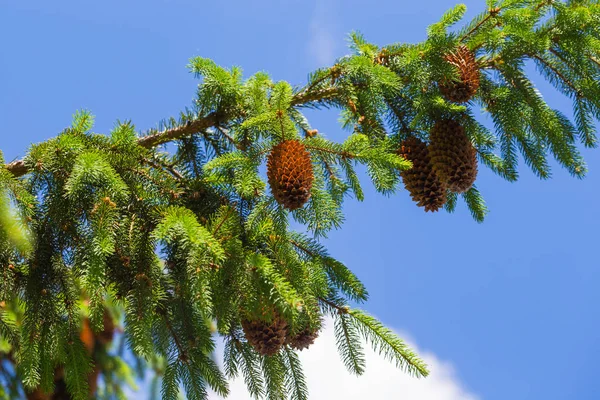 Tak Met Denneappels Tegen Hemel — Stockfoto