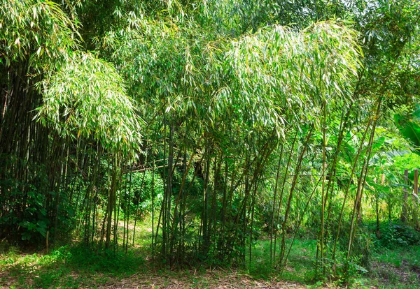 Bambu nas selvas selvagens — Fotografia de Stock