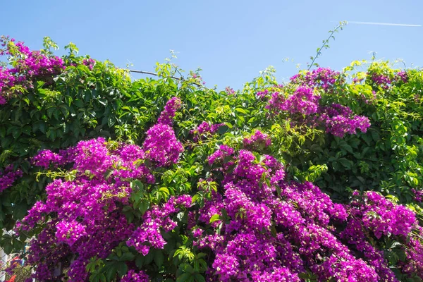 Lilac Bougainvillea Flowers Streets Turkey — Stock Photo, Image