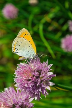 Kelebek güneşli bir günde bahar mor çiçeğinde