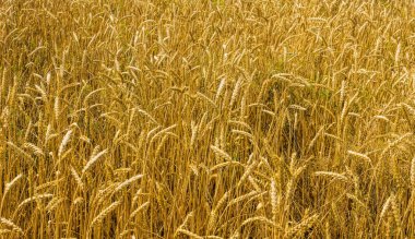 Buğday tarlası hasat için hazır.. 