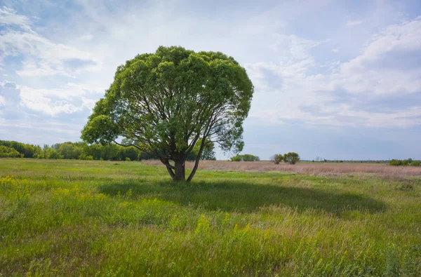 Arbre Solitaire Dans Champ — Photo