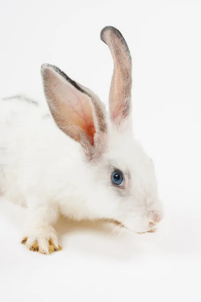 Das Kleine Kaninchen Auf Weißem Hintergrund — Stockfoto