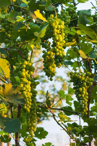 Raisins Blancs Sont Allumés Coucher Soleil — Photo