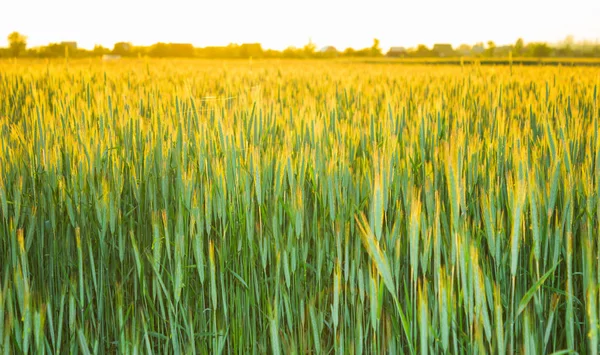Green Field Ears Wheat Summer — Stock Photo, Image