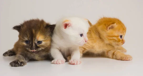 Net Pasgeboren Kitten Van Paar Van Uren — Stockfoto