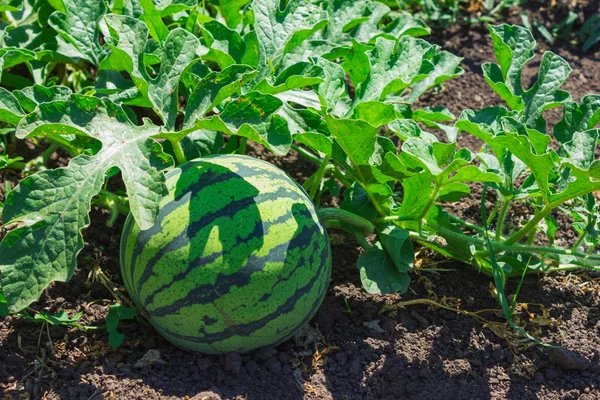 Watermelons Green Melon Field Summer — Stock Photo, Image