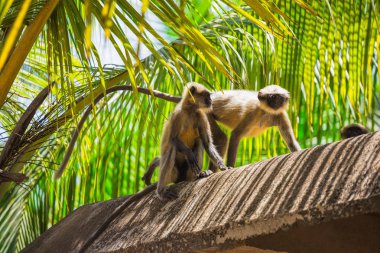 Vahşi maymunlar Hindistan ormanlarında