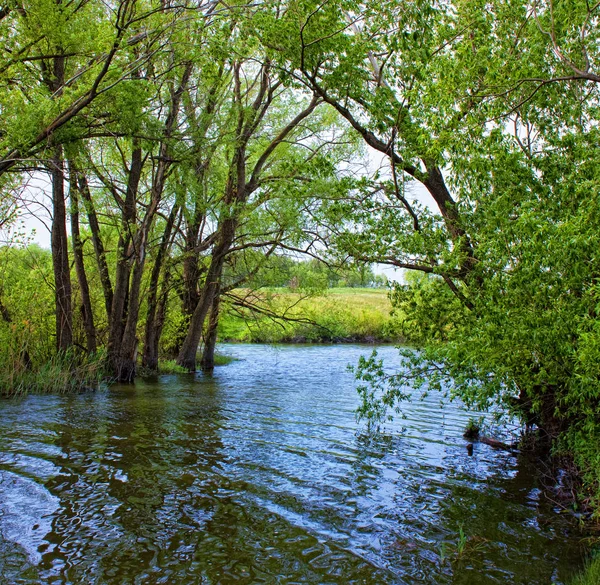 Landskap Naturen Med Träd Och Vatten — Stockfoto