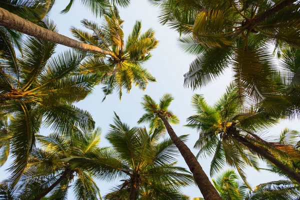 Palmiers Verts Contre Ciel Bleu Goa — Photo