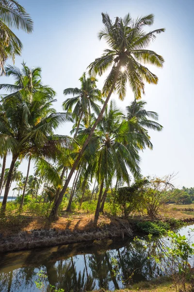 Green Palm Trees Blue Sky Water Goa — Stock Photo, Image