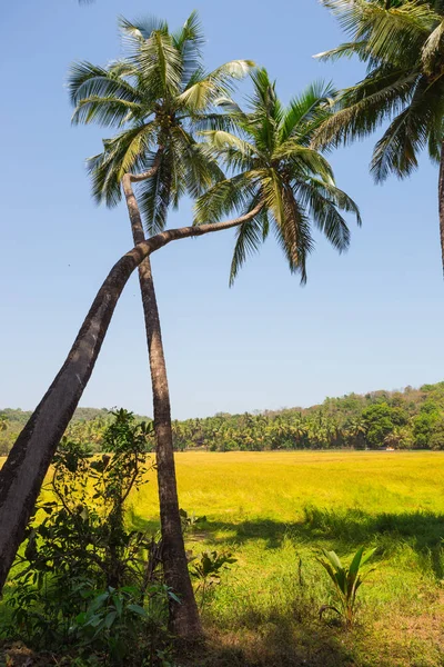 Green Palm Trees Blue Sky Meadows Goa — Stock Photo, Image