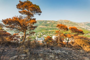 Dağlarda 2017 Sutomore, Karadağ yangından sonra