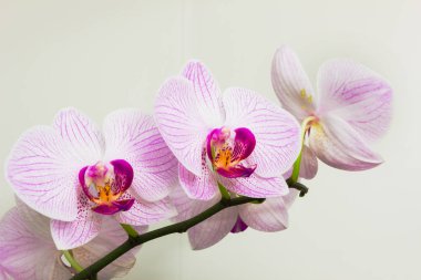 Dekorasyon için serada çiçek orkideleri