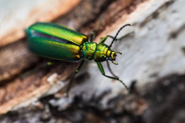 cantharis lytta vesicatoria, green beetle on a birch stump clipart