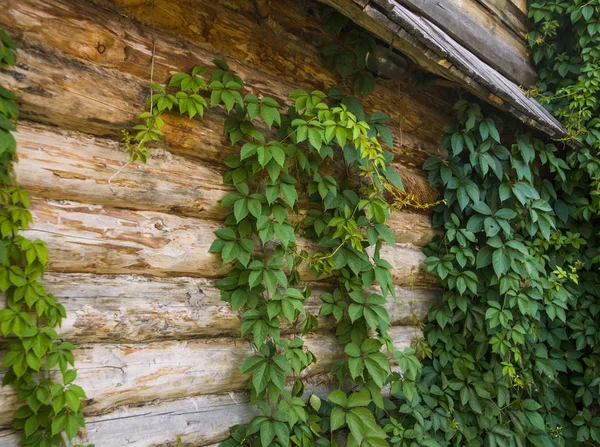Groene Gedraaide Planten Achtergrond Van Oude Houten Muren — Stockfoto