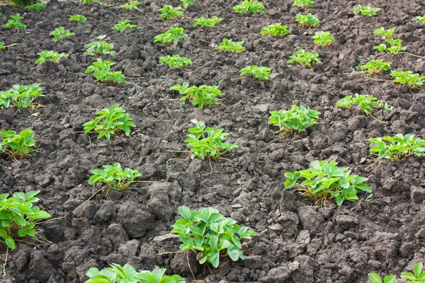 Lits Dans Jardin Avec Fraisier — Photo