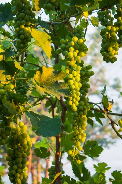 Raisins Blancs Sont Allumés Coucher Soleil — Photo