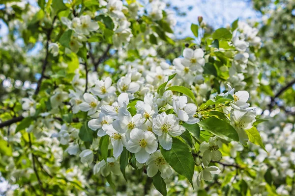 Bloeiende Appelboom Het Voorjaar Tuin — Stockfoto