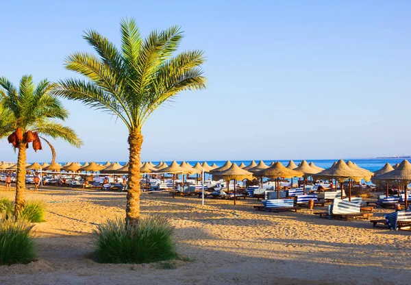 Palmiers Sur Plage Egypte Sur Mer Rouge — Photo