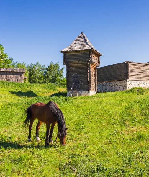 Pastagem Cavalo Prado Aldeia — Fotografia de Stock