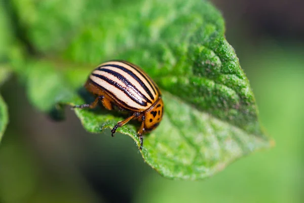 Escarabajo Patata Colorado Leptinotarsa Decemlineata Una Plaga Grave Papas —  Fotos de Stock