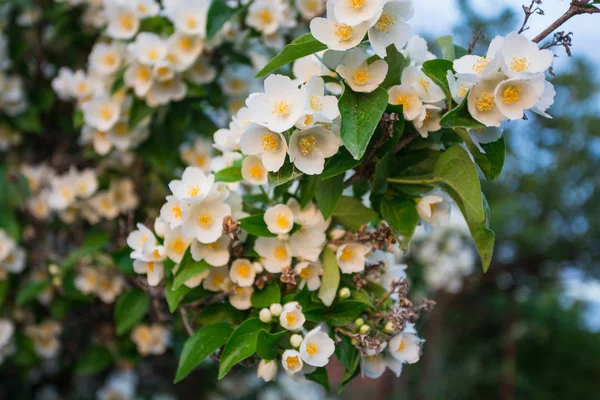 Jasmine Flower Green Leaves Close — Stock Photo, Image