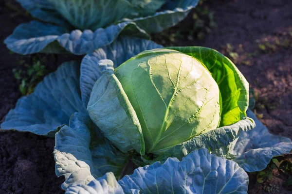 Close Fresh Cabbage Vegetable Garden — Stock Photo, Image