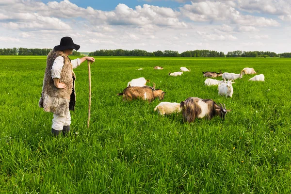 Shepherd Och Getter Grön Äng — Stockfoto