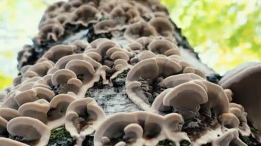 Arboricolous mantarlar gövde Eylül ormanın içinde çürüyen bir huş ağacı üzerinde