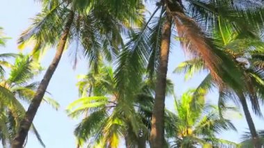 Goa 'da mavi gökyüzüne karşı yeşil palmiye ağaçları
