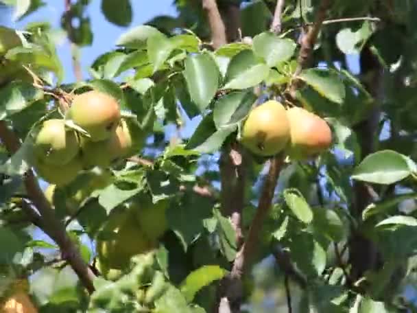 Mogna Päron Fladdrar Vinden Lövverket Trädet — Stockvideo