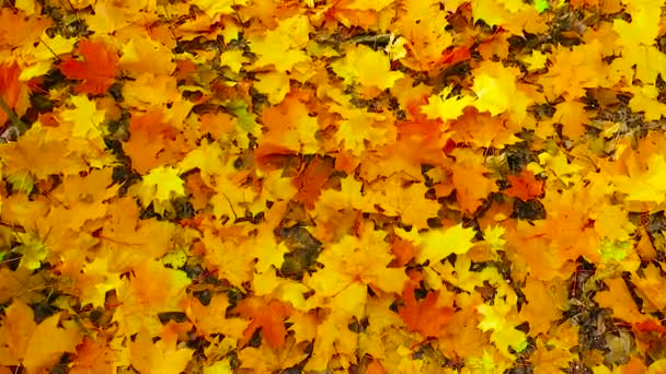 Outono Dourado Tiroteio Baixo Para Topo Das Árvores Com Folhas — Vídeo de Stock