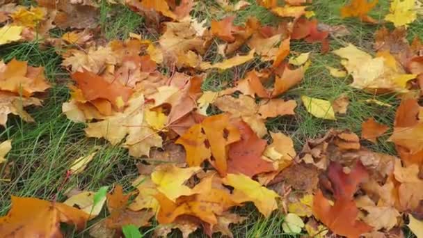 Золотая Осень Стрельба Снизу Вверх Деревьям Осенью Желтыми Кленовыми Листьями — стоковое видео