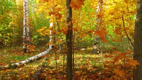 黄金色の秋 葉秋の黄色のカエデの木の上部を下から撮影 — ストック動画