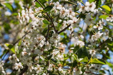 Yeşil yaprakları ile bahar zamanında kiraz çiçekleri çiçek