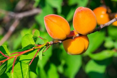 Uzun olgun kayısı dalın her yerinde asılı, ayrıca bol miktarda hasat mevsimi de var.