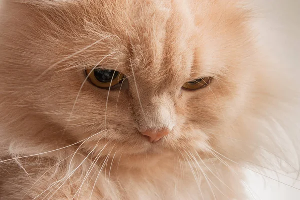 Muzzle Red Angry Cat Closeup — Stock Photo, Image