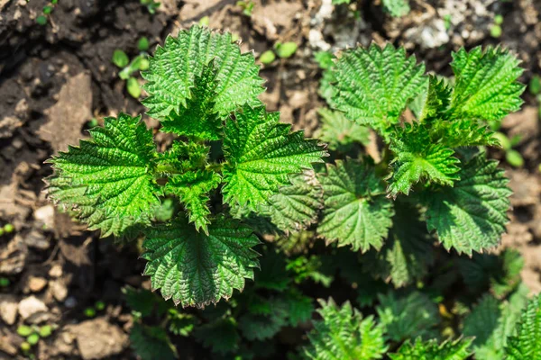 Young Shoots Nettle Spring Forest — Stock Photo, Image