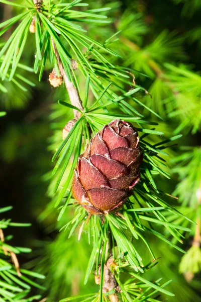 Cone Fresco Lariço Primavera — Fotografia de Stock