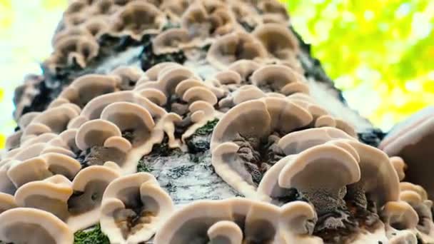 Fungos Arboricolous Tronco Decadência Vidoeiro Floresta Setembro — Vídeo de Stock