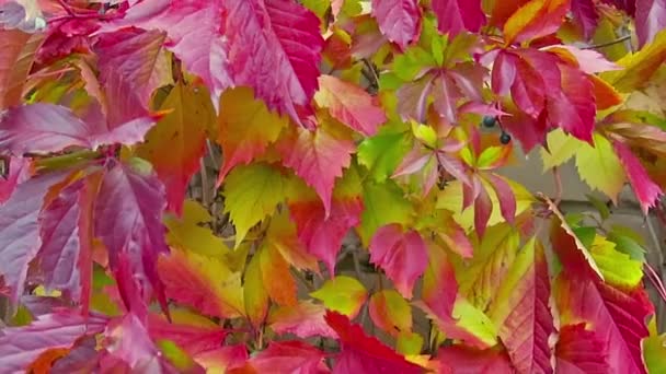 Barevné karmínové žluté oranžové fialová podzimní listí pozadí. Přírodní pozadí