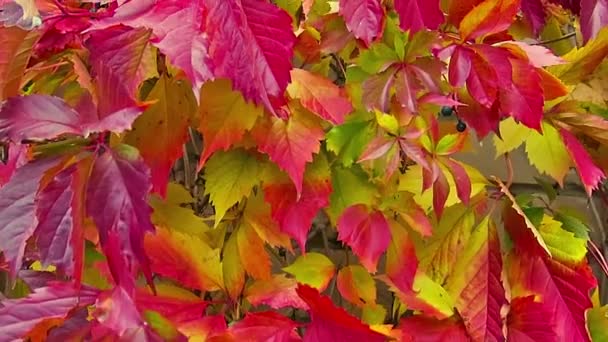 Bunt Purpurrot Gelb Orange Lila Herbstblätter Hintergrund Naturkulisse — Stockvideo