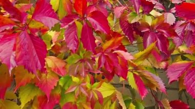 Arka plan renkli koyu kırmızı sarı turuncu mor sonbahar yaprakları. Doğal zemin