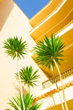 Bir arka bahçe Pagoda ağacında